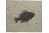 Fossil Fish (Cockerellites) - Wyoming #211223-1